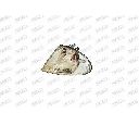Dispersor, semnalizator PRASCO BM0184113</br>Piesa auto pentru Semnalizare / elemente